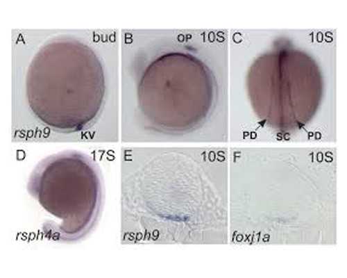 分享怀孕6周香港验血经历给宝妈_香港验血几周去最准,七周and八周_验血查性别