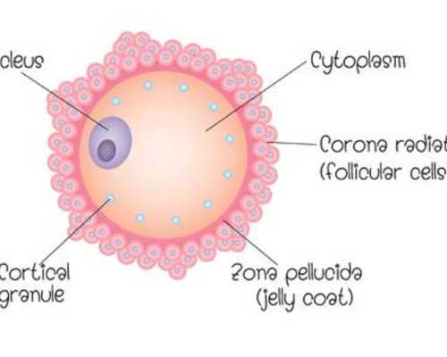香港验血100%准确吗_到香港如何查男女_验血和B超都是男孩_还会翻盘吗