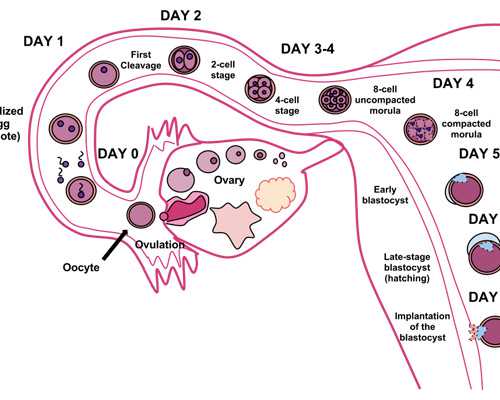 香港现代医学验血验男女准吗_香港验血怎样过境_几周检测性别最准确!