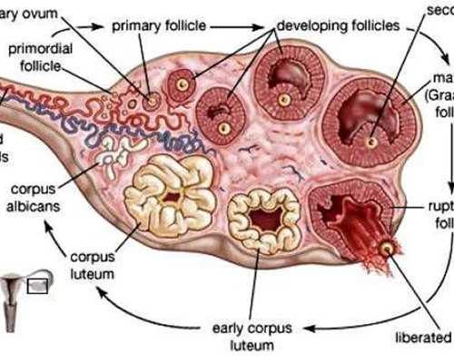香港公立验血机构_香港验血16项都有y是男性血_查性别准不准我为你解惑!