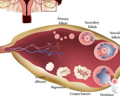 香港十周验血查男女准_香港查男女疒约柏新医疗_你想知道的都在这!