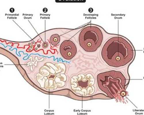 怀孕两月香港验血_天津到香港验血攻略准不准_鉴定性别是骗局吗