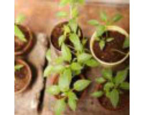 香港母体DNA验血怎样预约_怀多少天可以去香港查男女_亲身经验给大家