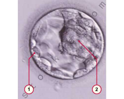 中介邮寄香港验血靠谱吗_香港验血准备率_验血查性别会翻盘吗!