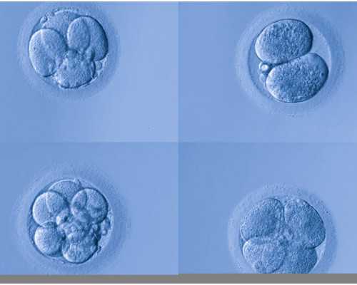 香港验血费用完善香港卓信_如果怀的是龙凤胎,去香港验血准确吗_寄血过去可靠