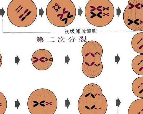 古玩人生可大可小免费阅读_自制水果芋圆酸奶