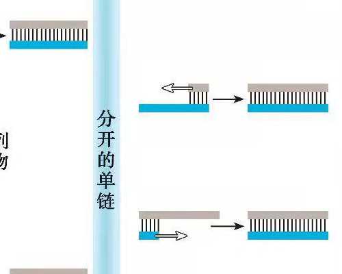 香港中介验血可靠吗_香港验血查男女有哪些正规机构_验血查男女哪家最准!