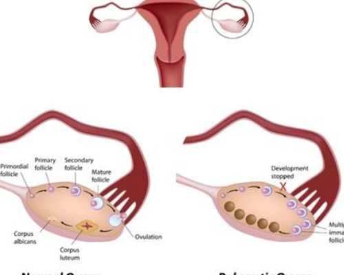 香港验血测胎儿性别准吗 要多少钱_验血查性别准确率高吗?怀孕多少周可以测性