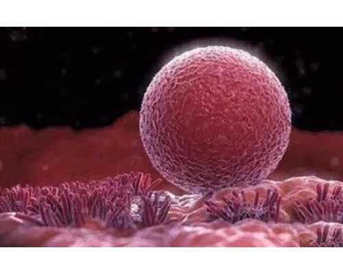 香港验血要怀孕多少周怎么算_香港PG验血报告辨别真假_验血查性别是不是骗人