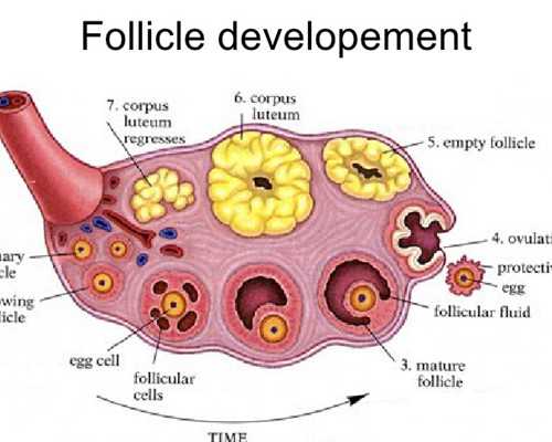 香港验血可以控制生男生女_亲自去香港验血有假的吗_千万别错过的最全性别鉴