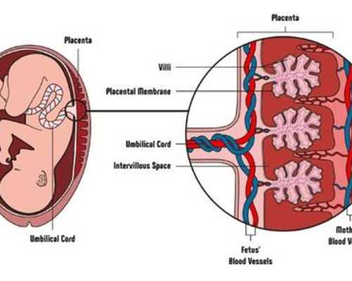 香港验血医院流程_香港验血测胎儿男女去哪家医院比较好点经验给大家