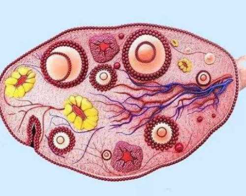香港本地人验血多少钱_香港验血知宝宝性别_几周检测最准，需要准备什么!