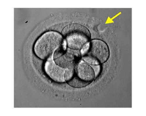 苏州古玩街_凉拌藕片~夏日开胃凉菜