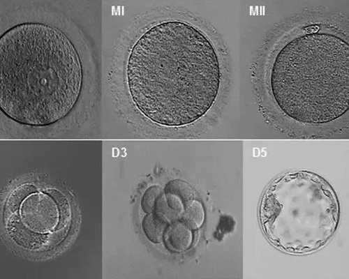 生男生女香港验血准不准_香港dna性别鉴定可不可靠?没想到这么火!