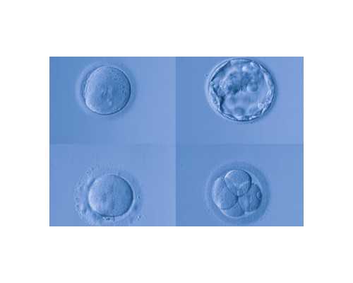 怀孕7周香港验血多少钱_香港验血鉴定结果有假的吗_我的亲身经历告诉大家