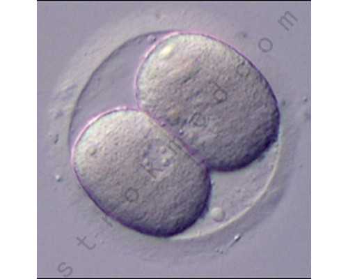 香港验血邮寄的采血管是怎样的_香港静脉血能查男女吗_胎儿鉴定详细流程是怎