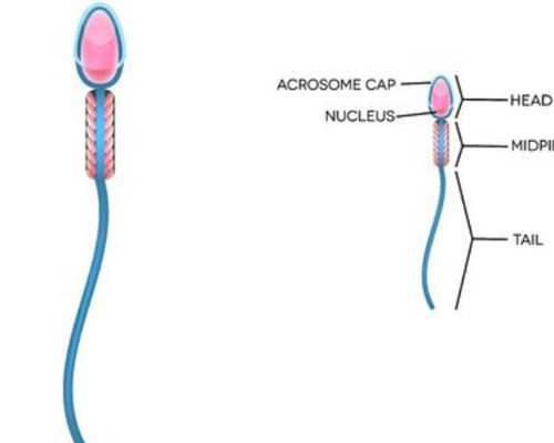 有香港验血联系人的电话吗_香港验血染色体有12条y_实例分享看完你还做吗!