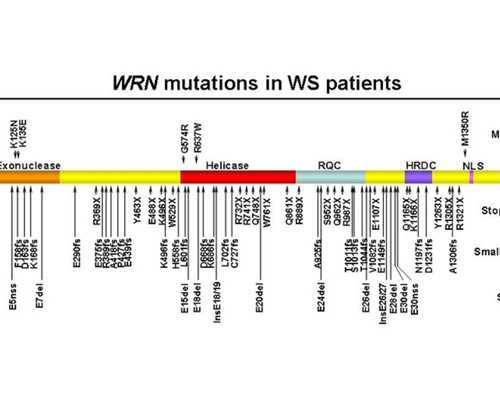 沉浮古玩虫高清版下载_言恭达捐赠篆书作品