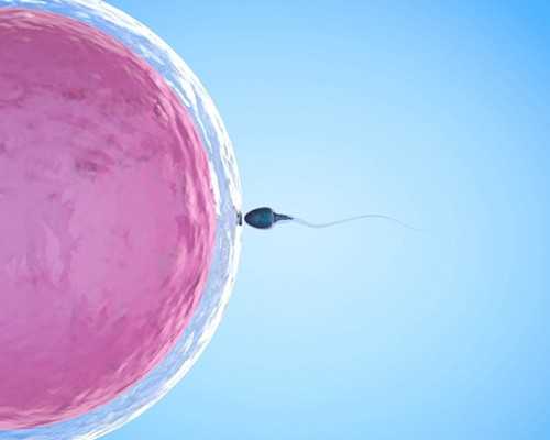 人流半年后怀孕香港验血可以不_香港验血胎芽3毫米准吗_哪家化验所最权威你知