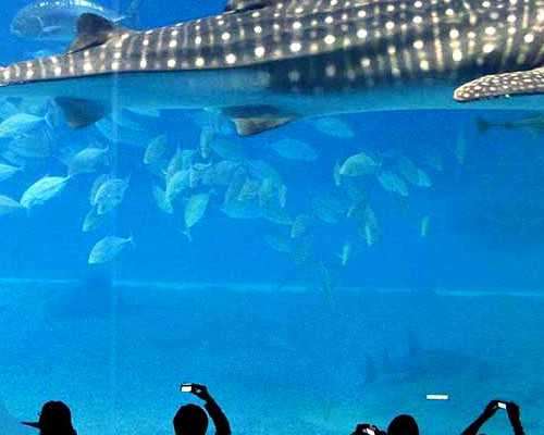 香港验血鉴定男女在哪里_以畅想未来为题的作文《畅想未来》作文600字