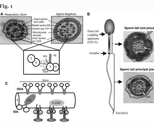 济南古玩交易市场紫砂壶_超级下饭的香煎鱼