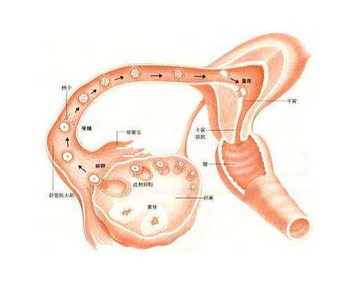 香港验血性别复检_央视香港验血_dna胎儿性别邮寄准不准
