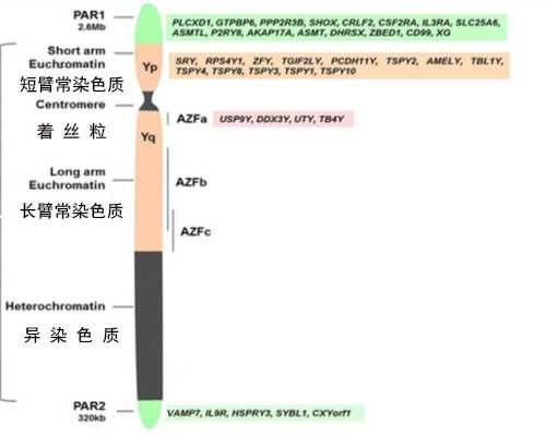 香港dna直通车验血多少钱_香港验血查男女收费3500_验血查男女需要哪些条件!