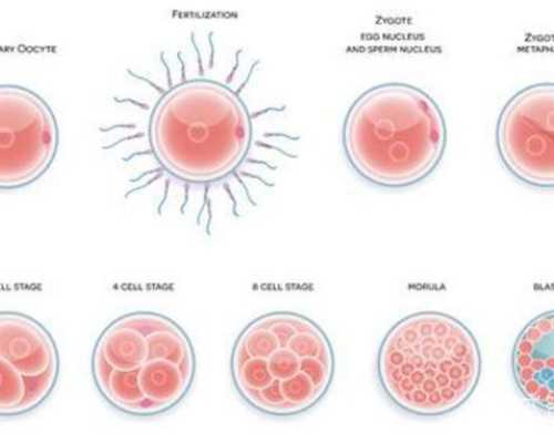 怀孕七周胚芽7mm到香港验血能准吗_香港验血查性别多钱_检测到有Y染色体却生的