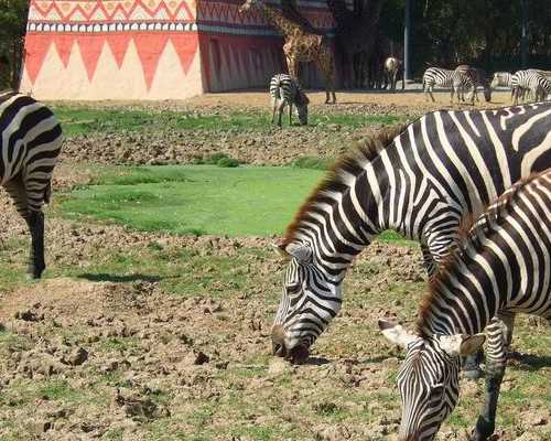 人虫古玩虫电视剧全集在线_看似减肥,实则越吃越肥的5种食物