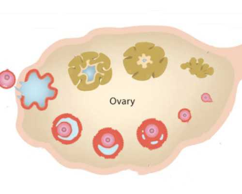 自己去香港验血有不准的么_自然流产没半年香港验血准吗_验血的准确率高吗