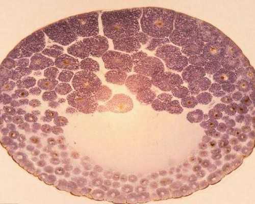 香港有medtimes验血中心吗_宝妈所不知道的事:香港医院验血查男女可不牢靠