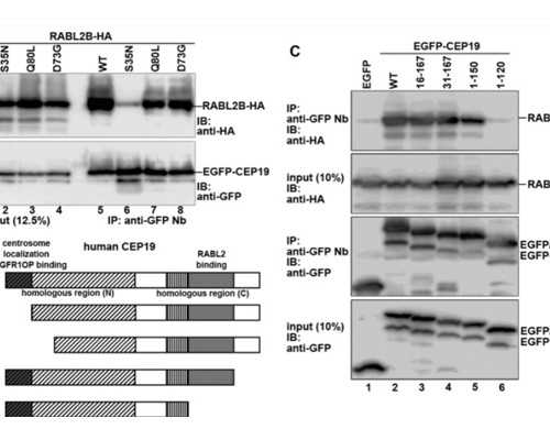 香港验血快递靠谱吗_香港抽血查宝宝男女报告单怎么看_验血查男女有科学依据