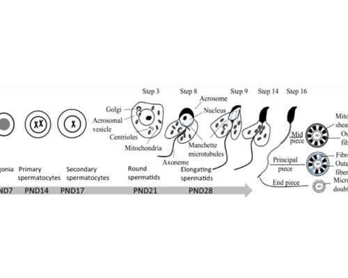香港申请验血价格_专业香港验血诊所,验血要怀孕多少周才可以去