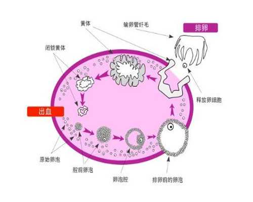 香港 孕12周 验血_香港验血空腹抽血准嘛,几个y才是男的需要注意什么?
