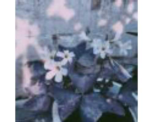 寄香港验血查性别多少钱_香港抽血查男女多久出结果_抽血鉴定性别要多少费用