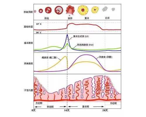 香港 验血 价格_去香港验男女宝宝多少钱_亲身经历分享给大家!