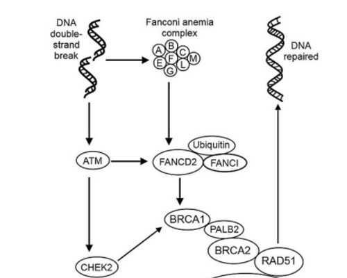 怀孕10周还能香港验血吗_香港验血骗局视频_验血查性别准不准