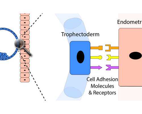 古玩类小说推荐_向顽固的肱二头肌挑战