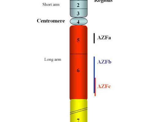 试管婴儿可以在香港验血男女_精确的性别检测组织威望查验