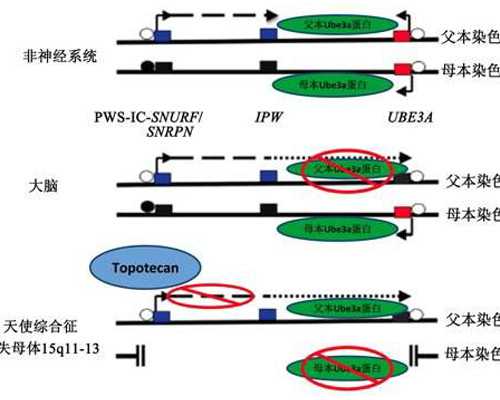 香港验血多少个y是男孩还是女孩_香港靠谱的验血机构推荐_内地人能去香港预约