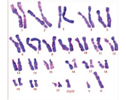 中国古玩_灵羽衔春:北京画院藏王雪涛作品展在苏州博物馆开展