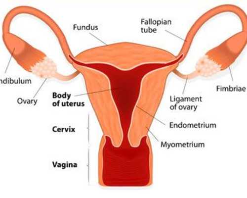 不满七周香港验血准不_去香港检查男女 哪里_验血查男女有科学依据吗