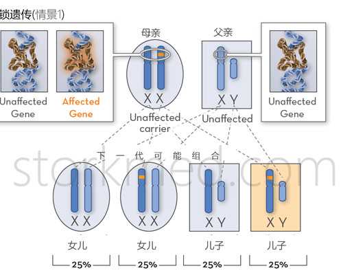 香港验血测男女多少钱_以简单为话题的作文以“成功”为话题的作文。600字