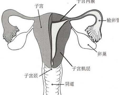 香港验血看性别准吗_输营养液跟香港验血有关系吗_验血女孩竟然翻盘,可能吗