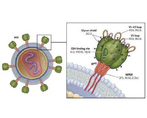 香港验血有y是男是女_去香港验血查胎儿违法吗_香港验血需要几天时间
