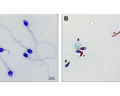 民国古玩图片_“魏晋风韵”为何难以超越