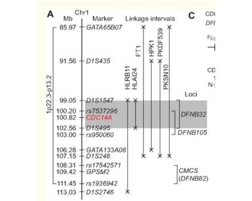 香港验血出两份不同的报告单准吗_香港验血需要注意什么条件?想知道的凑过来