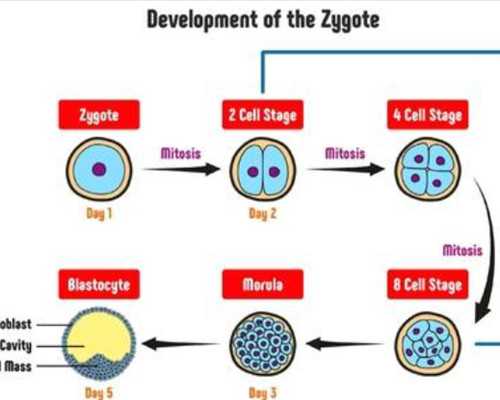 生化后再怀孕香港验血_香港验血多久验_性别鉴定需要什么条件