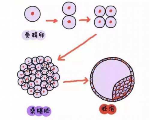 吃玉米影响胚胎着床么
