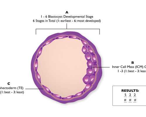 打排卵针怀孕的成功率高?打排卵针怀孕能怀双胞胎?